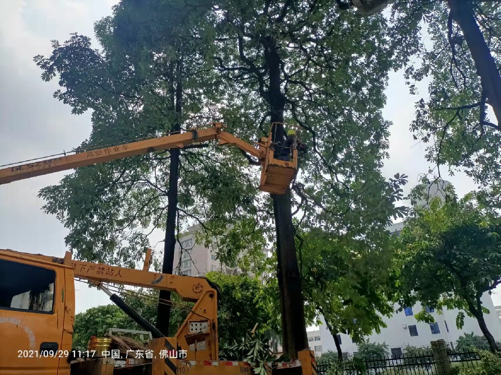 佛山大树乔木修剪裁剪砍树的环保行业标准